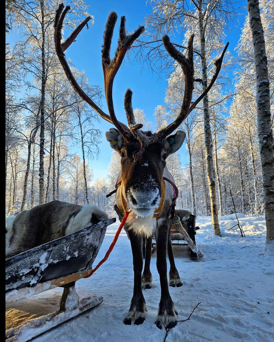 Reindeer standing in snowy landscape. Jauri Resort, Kemijarvi, Lapland, Finland