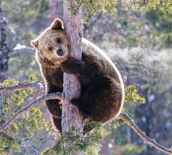 Retki Ranuan Eläinpuistoon Rovaniemeltä Lapin Safarit