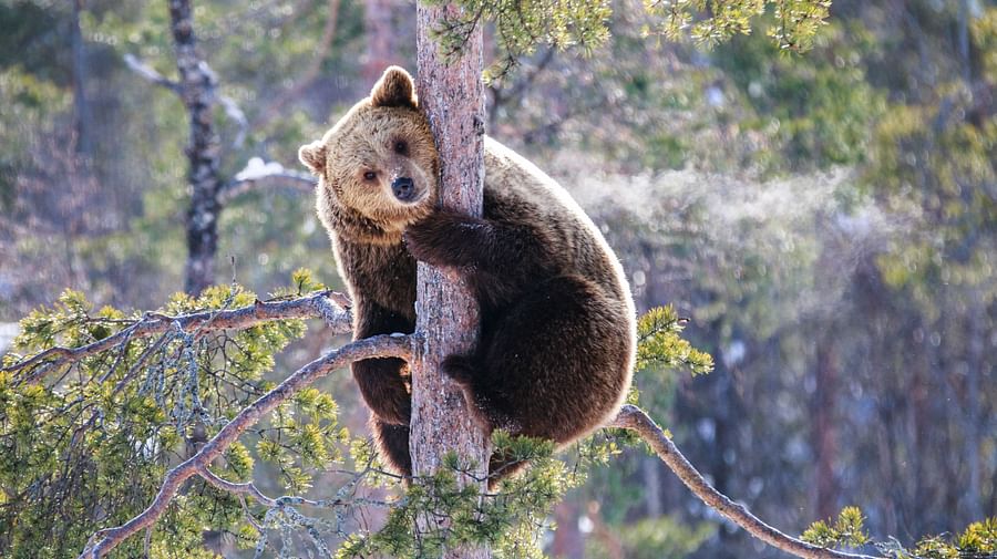 Retki Ranuan Eläinpuistoon Rovaniemeltä Lapin Safarit