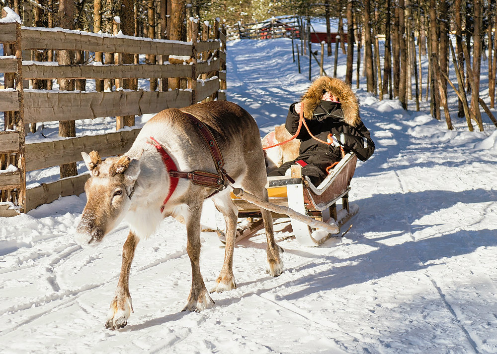 In pursuit of reindeer, reindeer ride with Safartica in Rovaniemi, Lapland, Finland