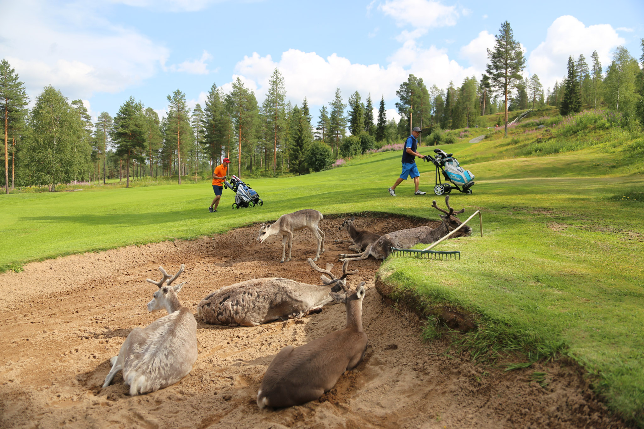 SantaClausGolf_with reindeer in Rovaniemi Lapland Finland