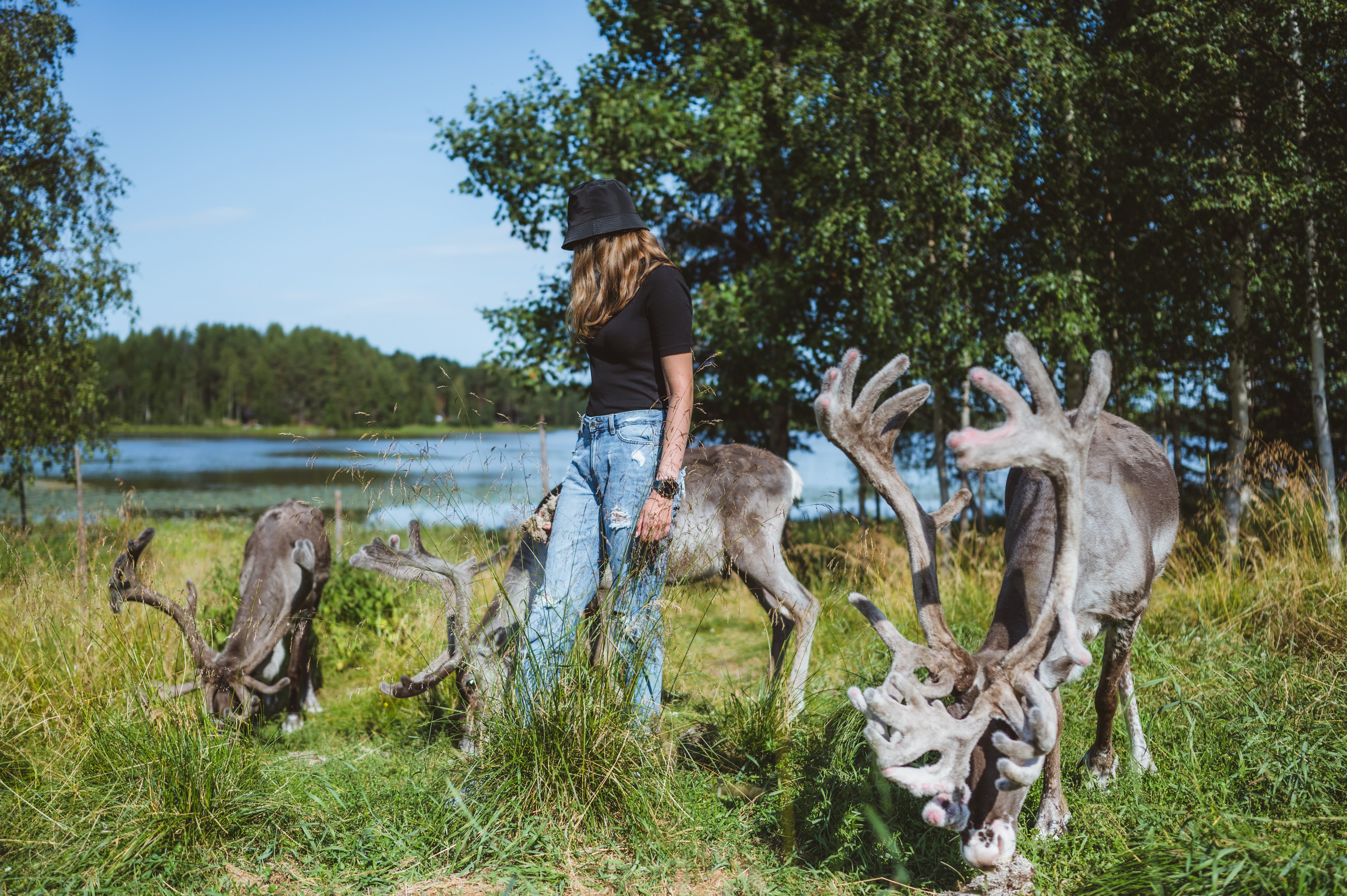 Sieriporo Reindeer Visit Rovaniemi Lapland Finland