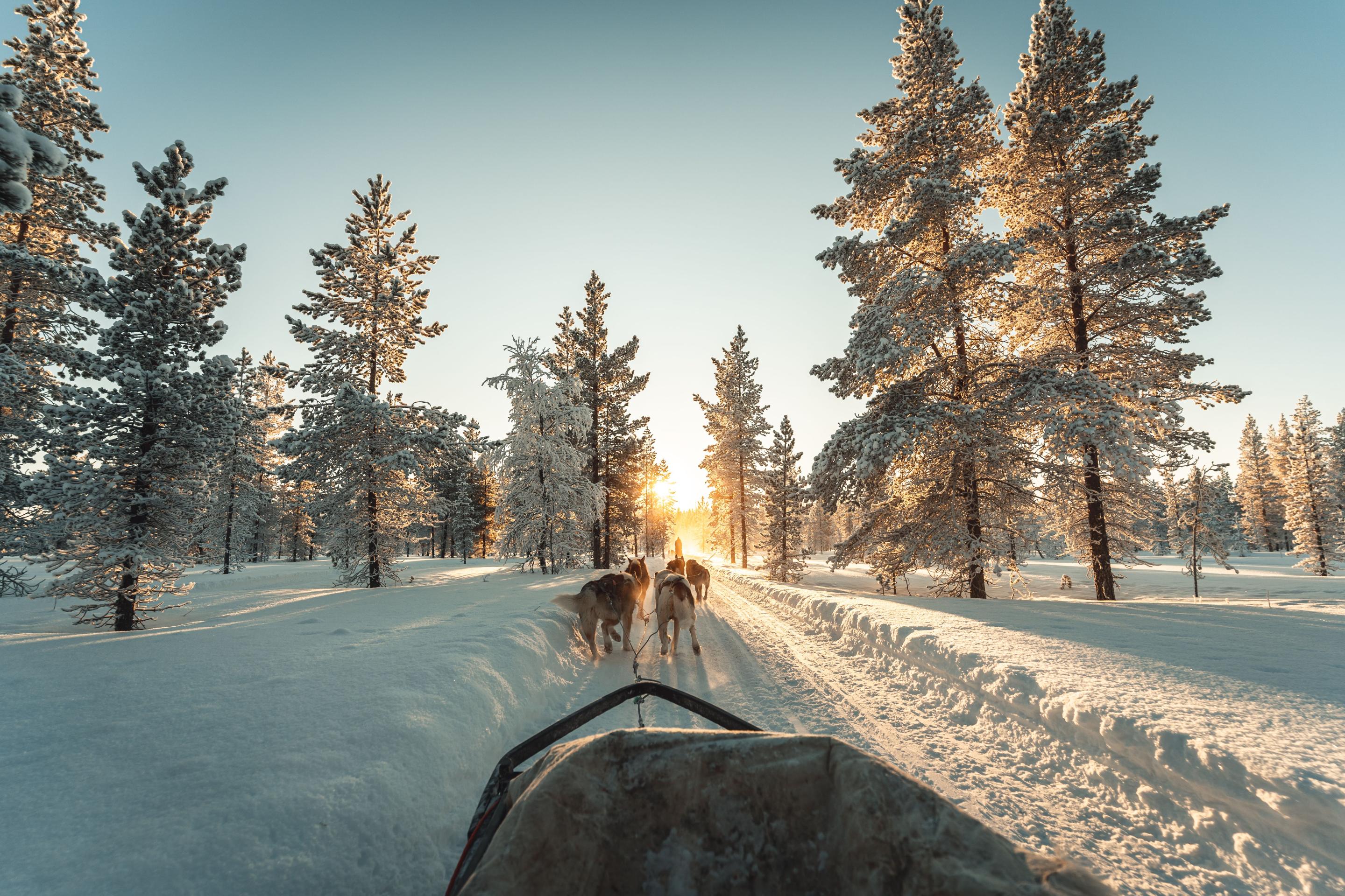 Husky sledding through snowy forest at Skyview Igloo Resort and Spa