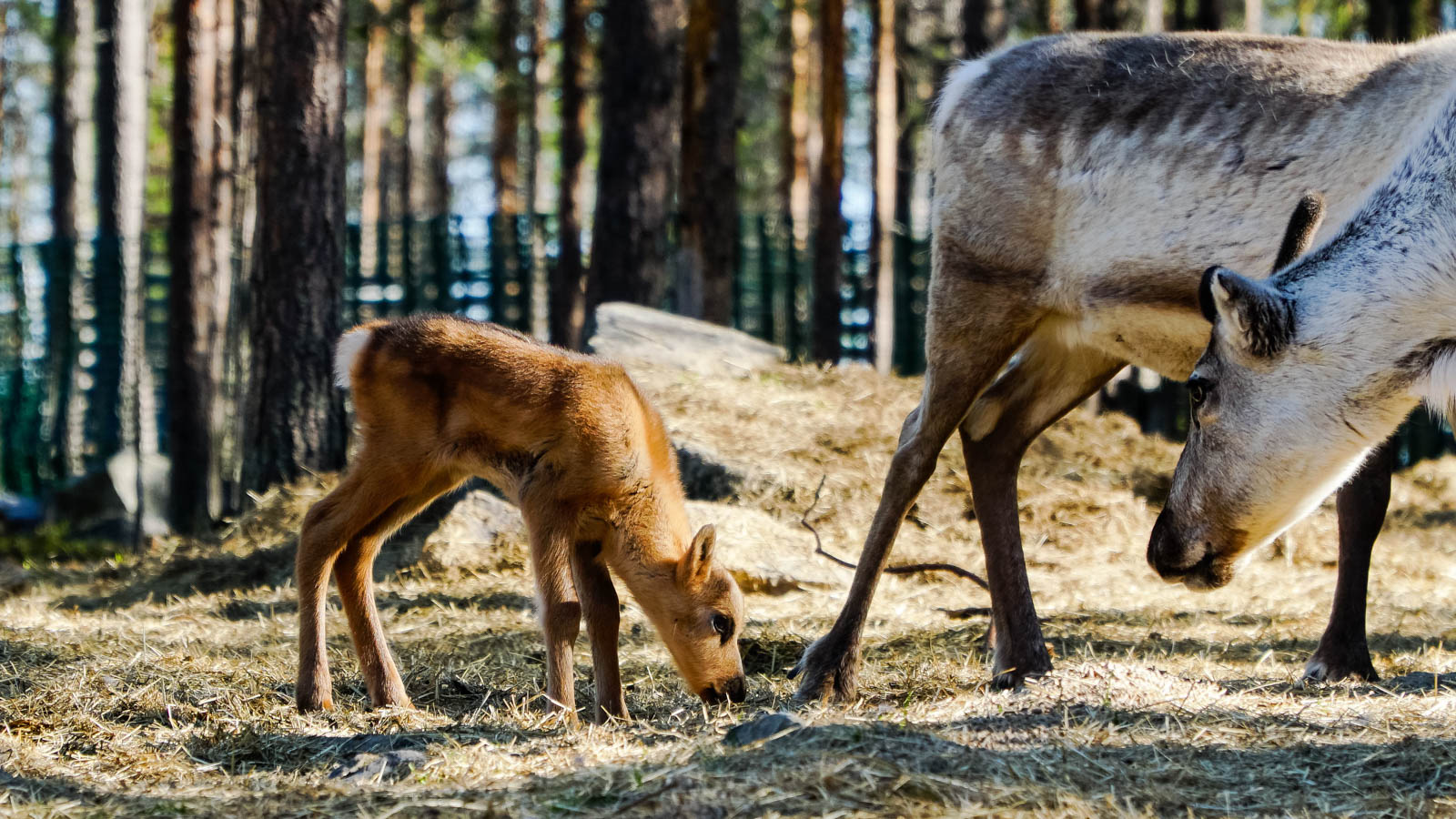 Summer 2019 Rovaniemi Lapland Finland