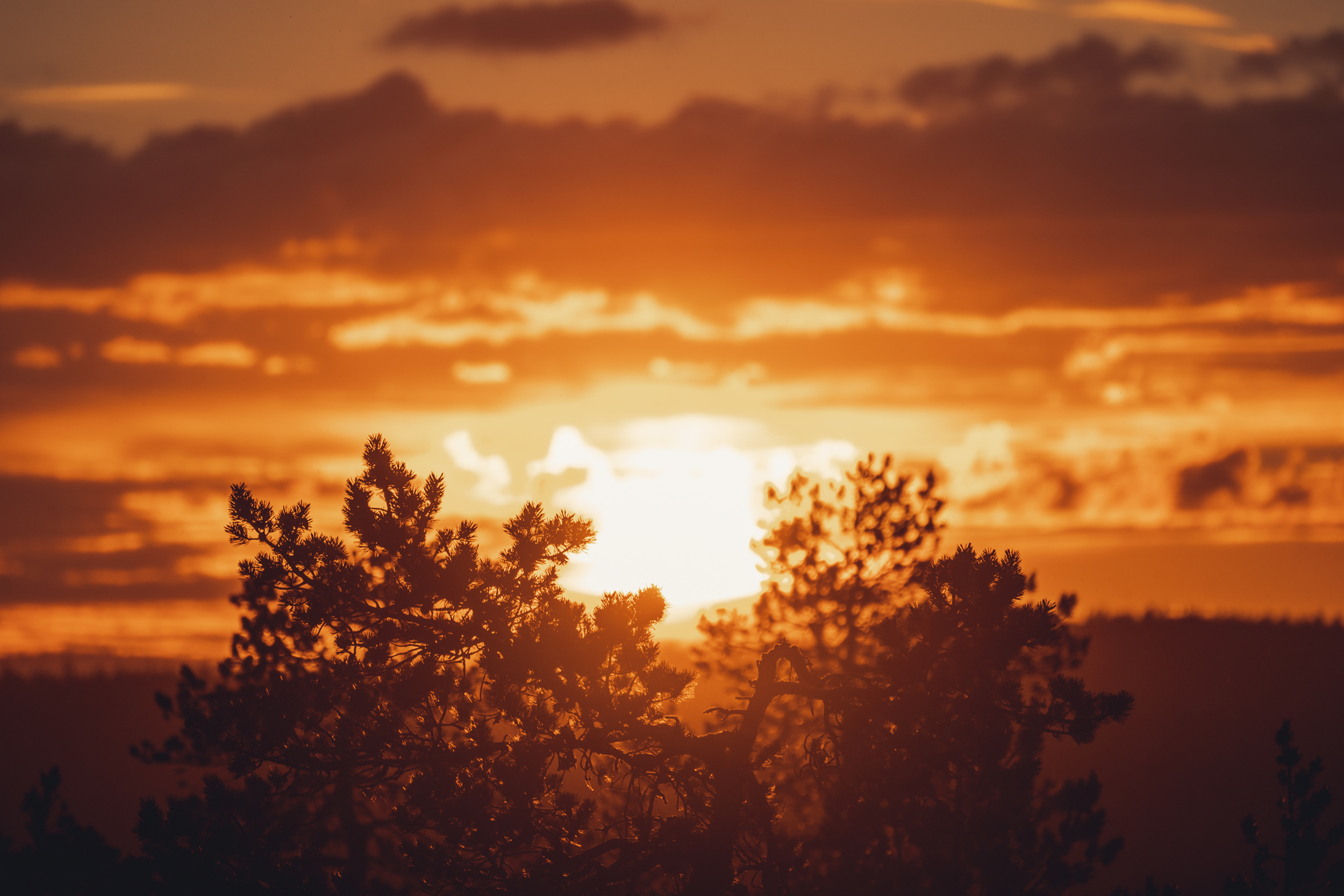 View with forest and trees during summer and the midnight sun in Rovaniemi, Lapland.