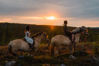 Discover The Arctic Animals, Huskies And Reindeer