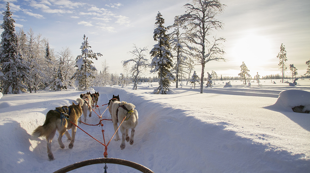 Husky tours with Sunny Safaris in Rovaniemi, Lapland, Finland