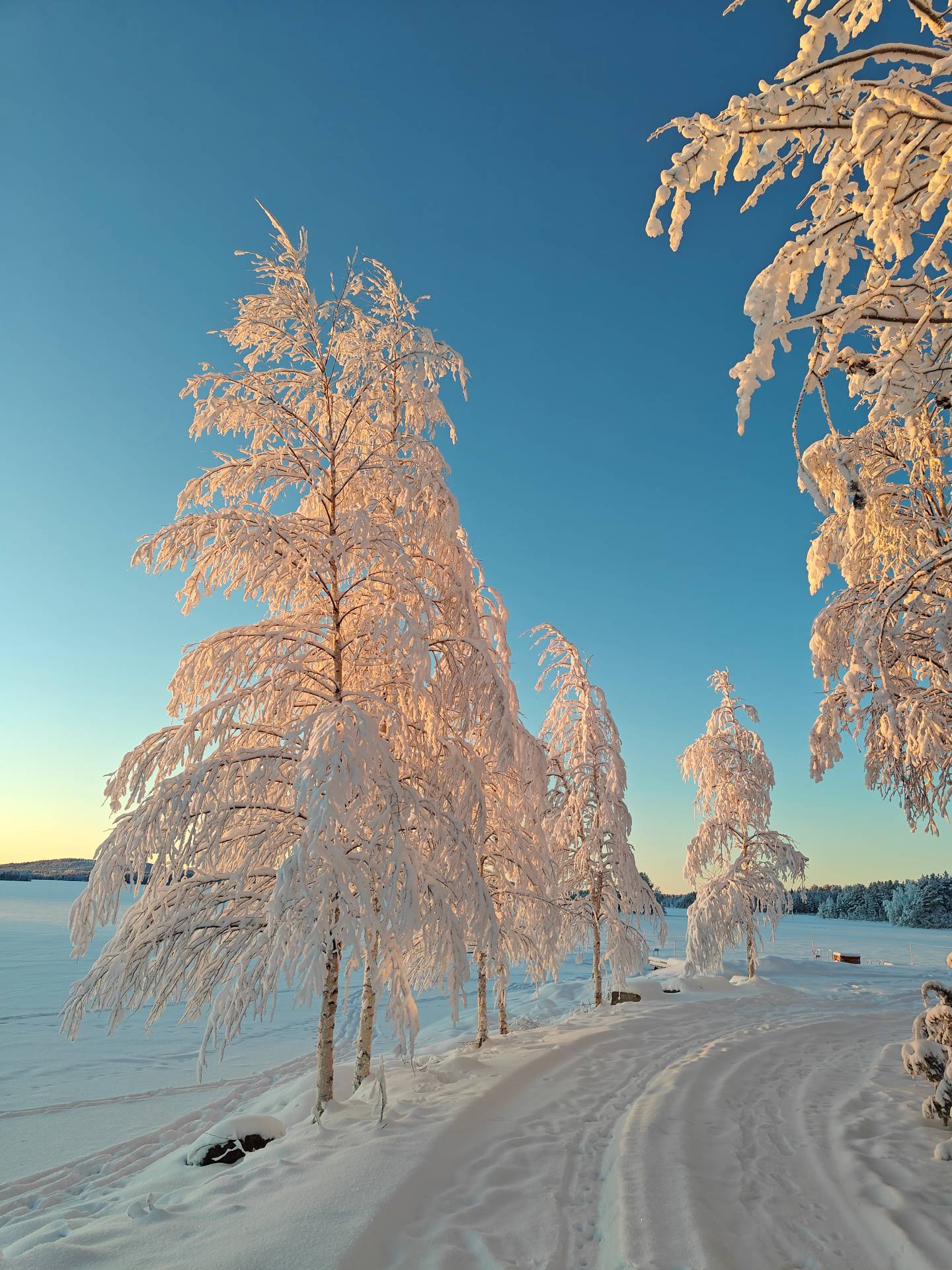 Snow-covered trees and clear blue sky.