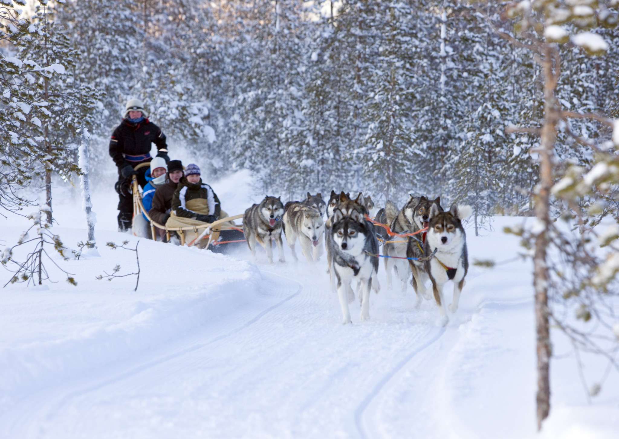 Husky tours with Arctic Circle Husky Park, Rovaniemi, Lapland, Finland