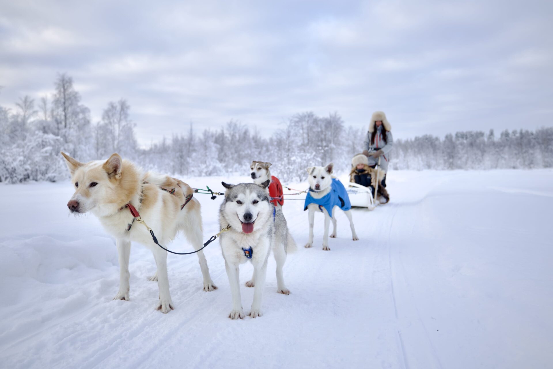 Wilderness Ribe Arctic Wilderness Ride - Visit Rovaniemi