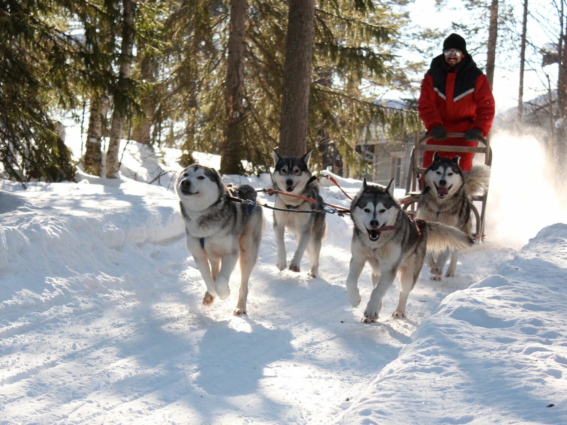 Husky Rde Santa's Husky Rides, 2.5km Husky Ride At The Santa Claus Village ...