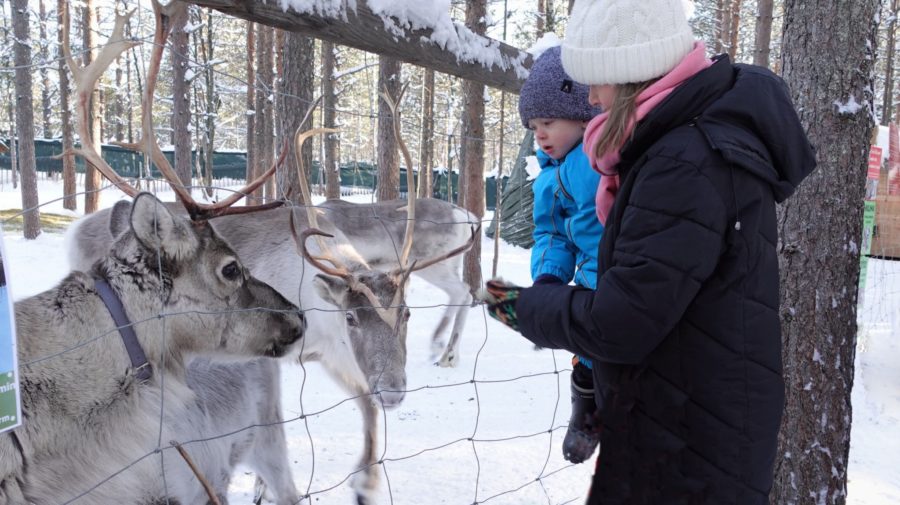 Poroille saa syöttää niiden herkkua jäkälää.