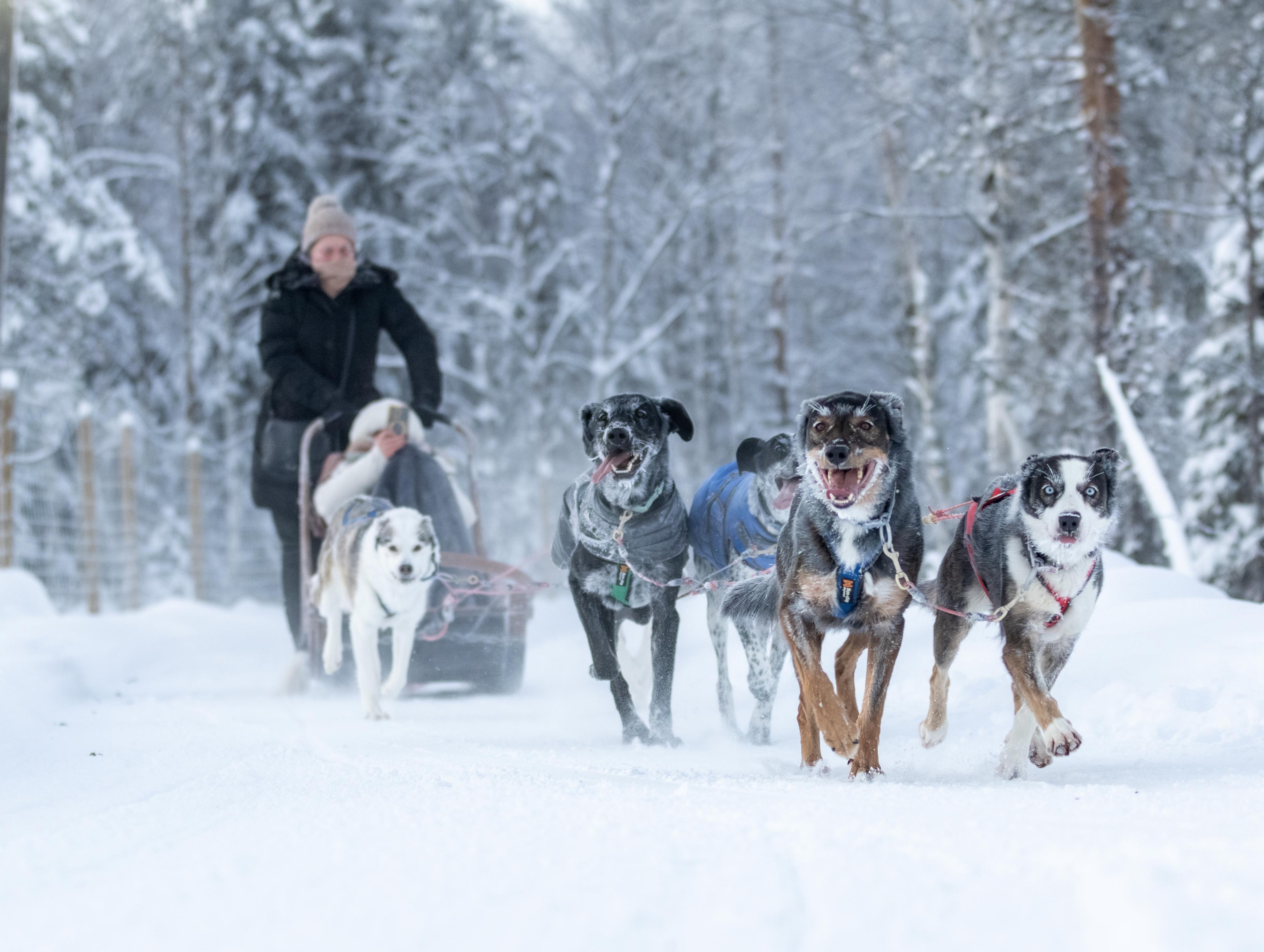 Dogs pulling sled in snowy landscape in Jauri Resort, Kemijarvi, Lapland, Finland