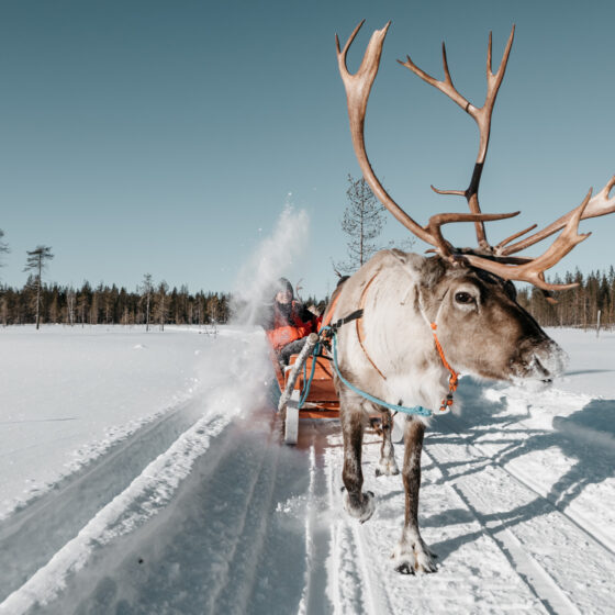 lapland-safaris-online safaris