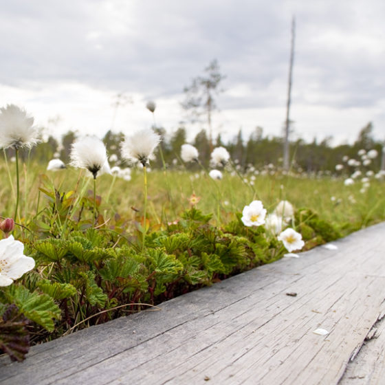 Visit Rovaniemi Pitkospuut Suo Luontoreitti