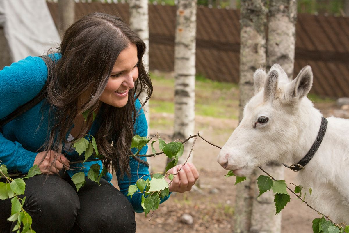 reindeer farm visit Rovaniemi Lapland Finland