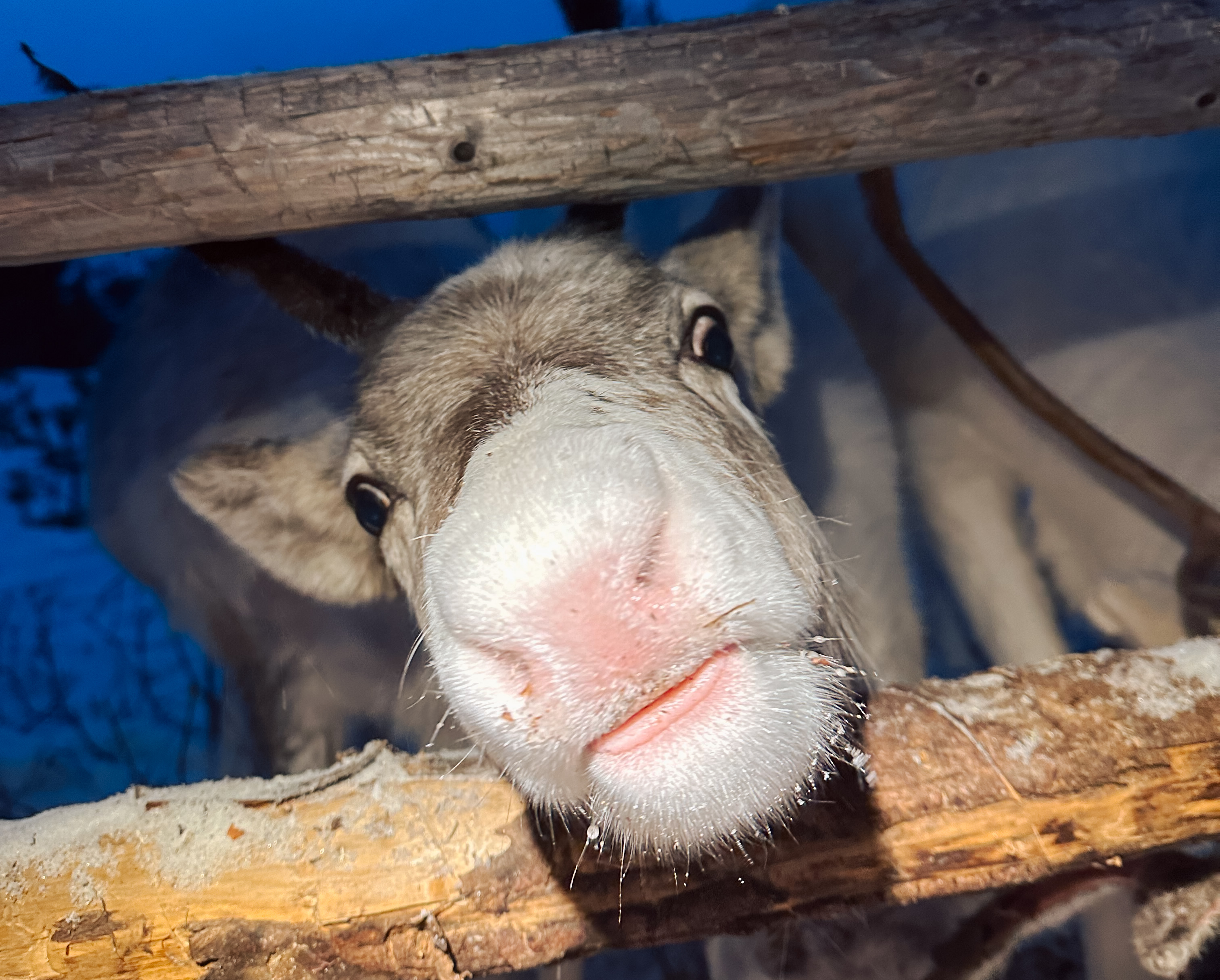 Reindeer looking for food in winter in Porovaara, Rovaniemi, Lapland.
