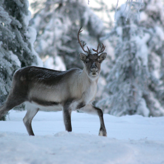 Reindeer at Sieriporo Safaris, Rovaniemi, Lapland, Finland