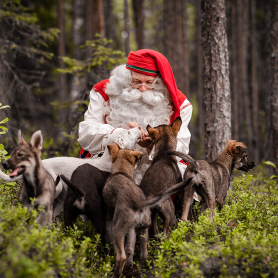 Santa Claus with Huskies. Bearhill Husky Kennel in Rovaniemi Lapland