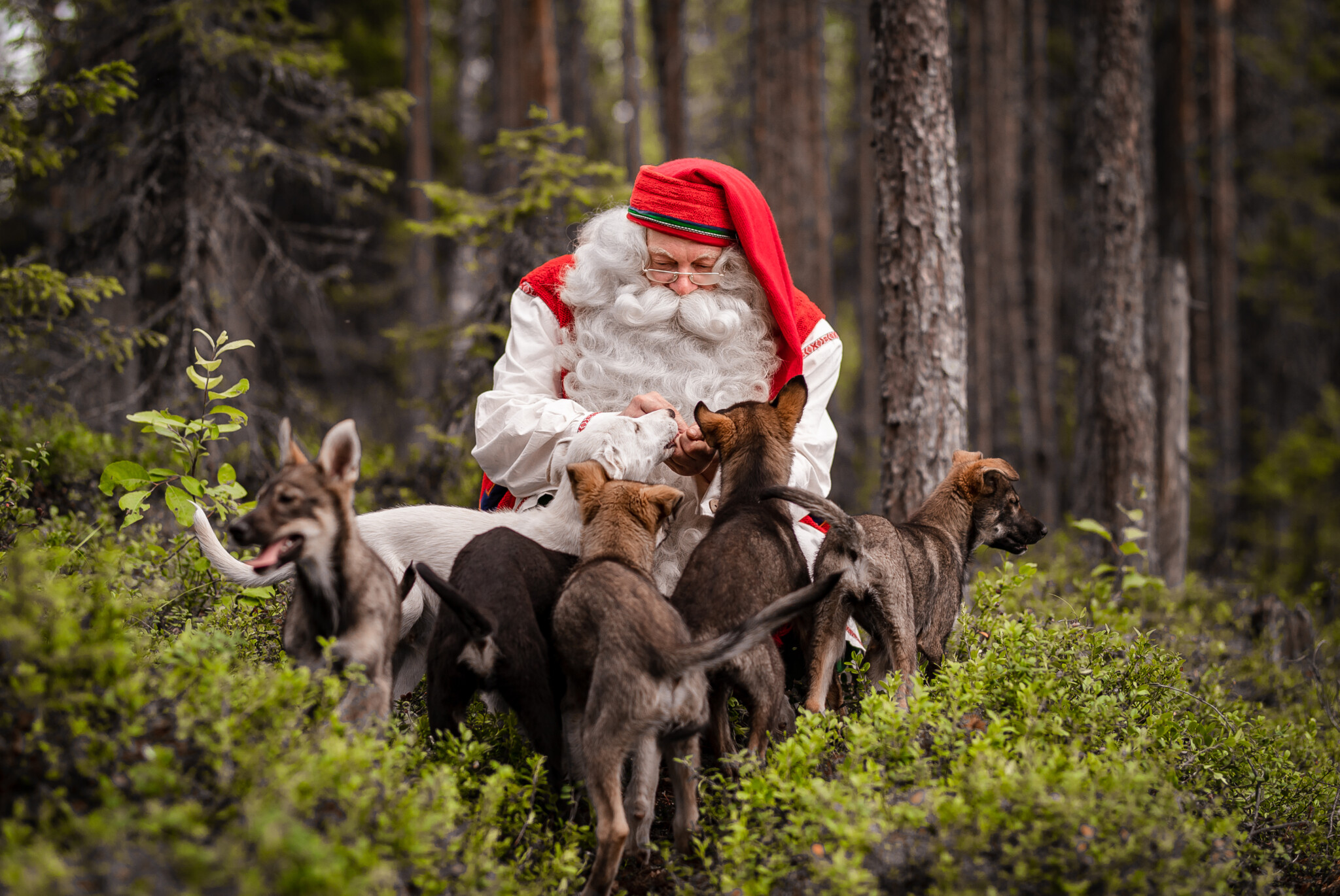 Santa Claus with Huskies. Bearhill Husky Kennel in Rovaniemi Lapland