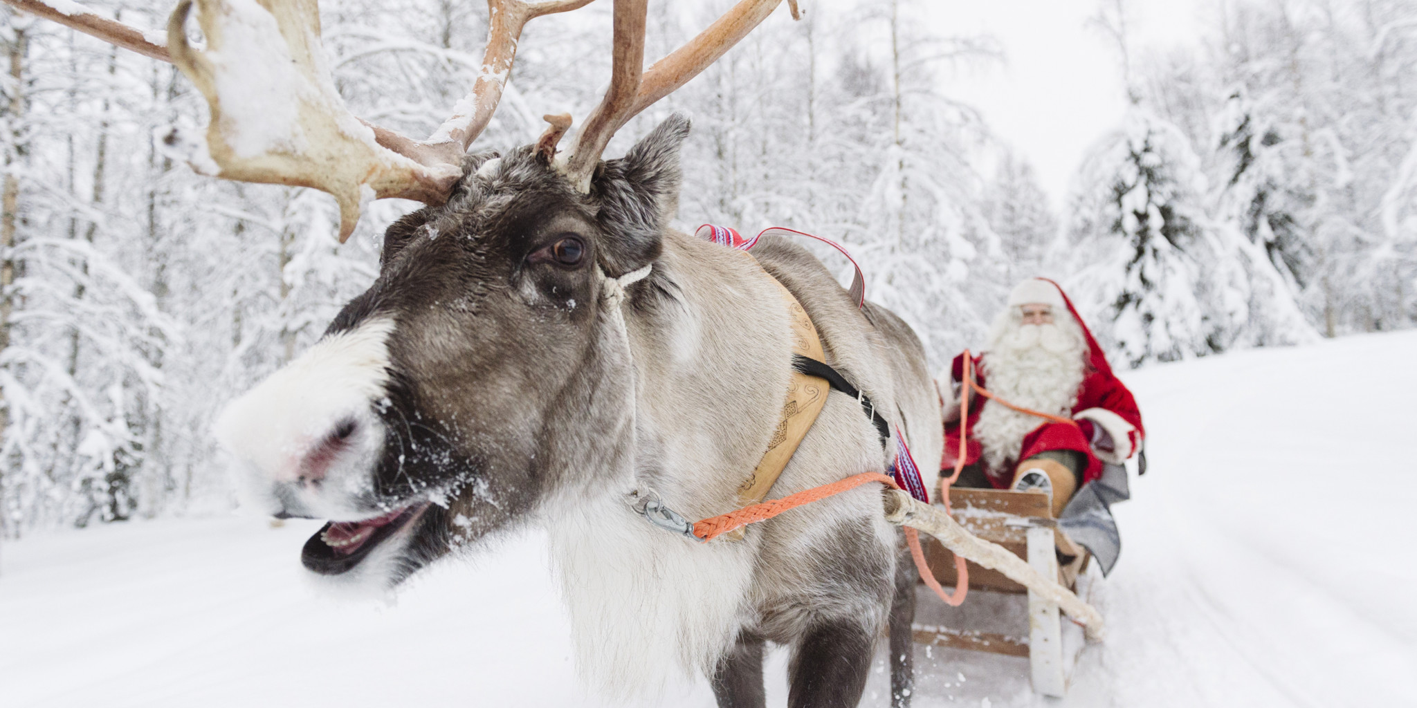 Santa Claus on a reindeer sleigh ride in Rovaniemi, Lapland, Finland